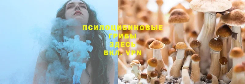 Псилоцибиновые грибы Psilocybe  Тюмень 